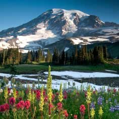 beautiful mountain with trees and flowers
